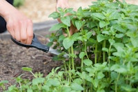 oregano trimming oregano herb
