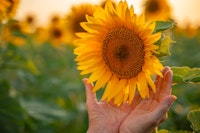 sunflower field woman holding hands out under sunflower in sunflower field