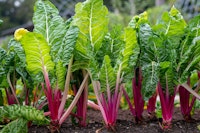 swis chard growing swiss chard