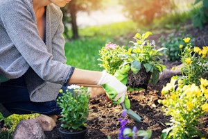 woman planting flowers in flower bed woman planting flowers in flower bed