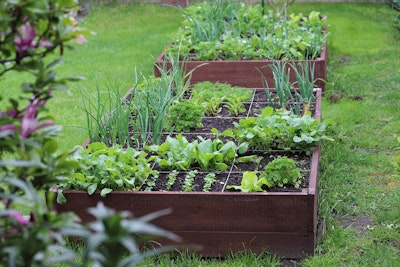 raised bed garden with growing vegetables