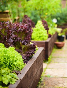 raised bed garden with growing vegetables, perennials and shrubs