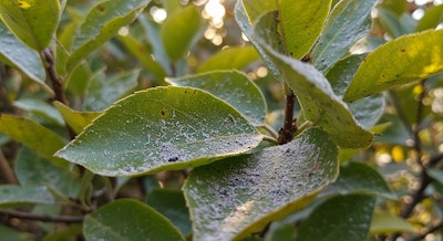 ash covering plants after nearby wildfire