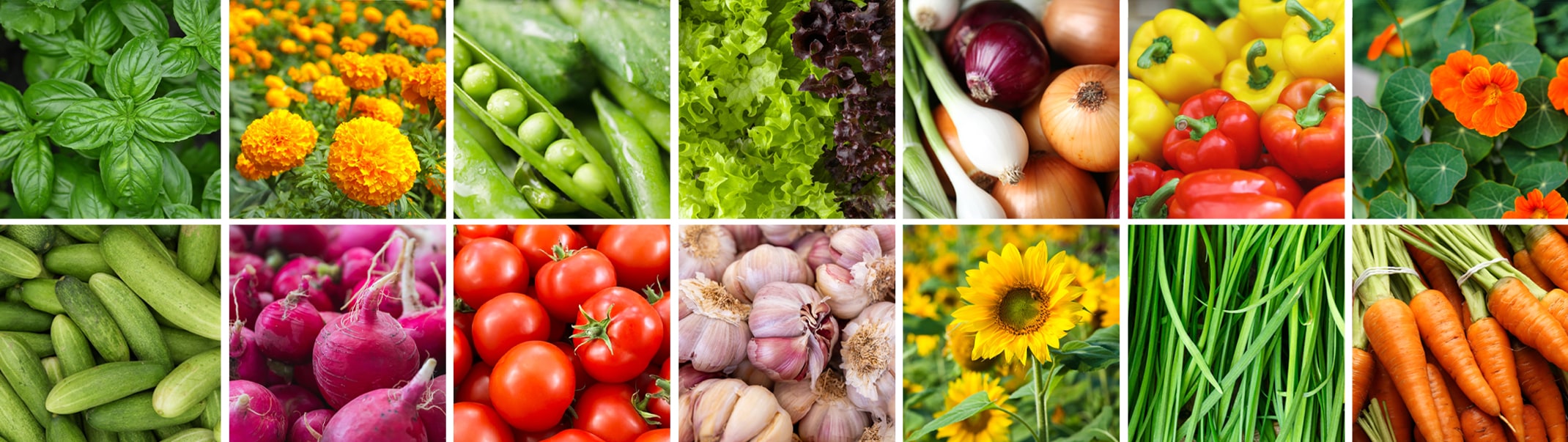 blocks of assorted vegetables, flowers and herbs