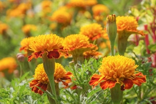 marigolds annuals marigolds annuals