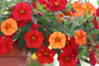 petunias annuals red and orange petunias annuals