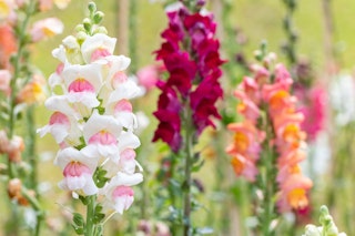 snapdragons annuals pink, purple, and white snapdragons annuals