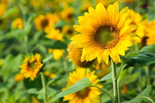sunflowers annuals sunflowers annuals