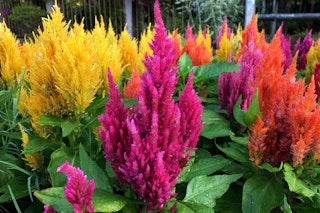 celosia annuals celosia annuals multiple colors