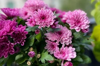 purple chrysanthemums annuals