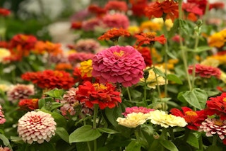 zinnias annuals zinnias annuals assorted colors