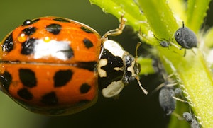 Ladybug our Hero