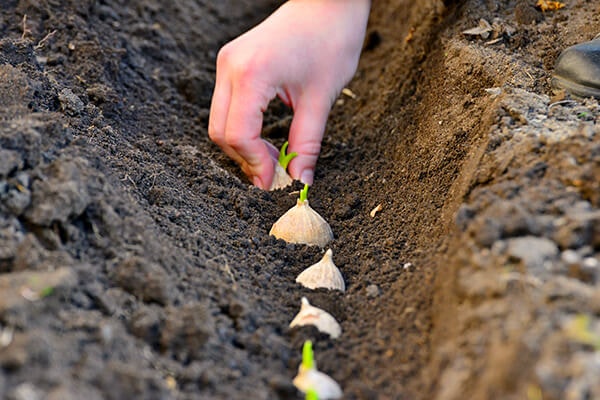 planting spring blooming bulbs in soil summerwinds arizona