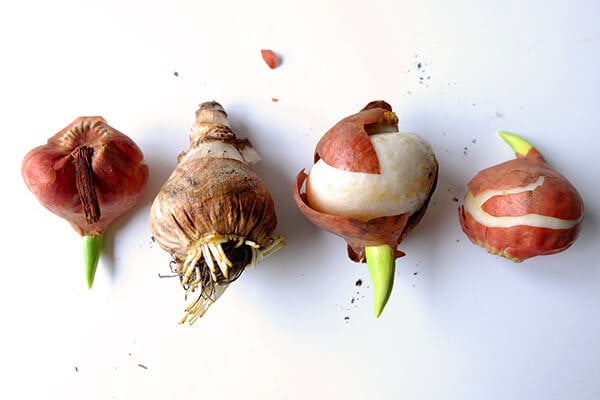 fall planted bulbs summerwinds arizona