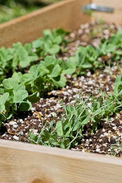Succession Planting in raised bed garden