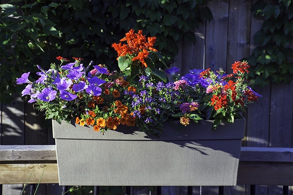 container flowers