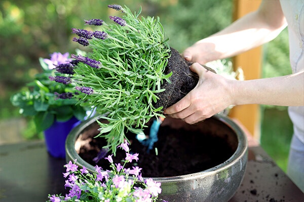repotting summerwinds az