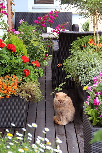 patio containers with cat summerwinds az