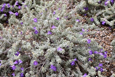 Blue Bells Emu Bush growing in the garden.