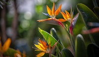birds of paradise pollinator friendly