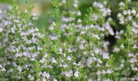 calamint pollinator friendly