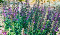 germander pollinator friendly
