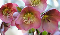 lenten rose hellebore pollinator friendly