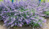 nepeta catmint pollinator friendly