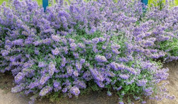 nepeta catmint pollinator friendly