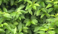 privot shrubs pollinator friendly