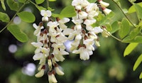 robinia pseudoacacia black locust pollinator friendly
