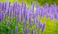 agastache anise hyssop pollinator friendly