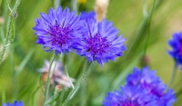 bachelor buttons pollinator friendly