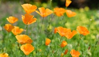 california poppy pollinator friendly