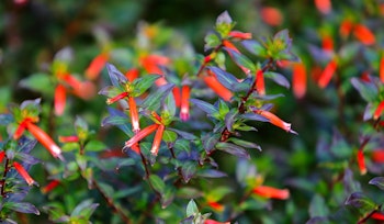 cuphea false heather pollinator friendly