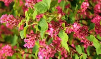 currant ribes shrub attracts pollinators
