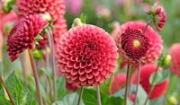 dahlias pollinator friendly