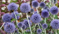globe thistle pollinator friendly