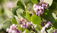 manzanita pollinator friendly