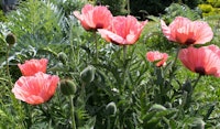 oriental poppy pollinator friendly