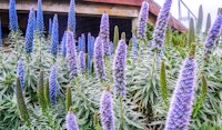 pride of madeira pollinator friendly
