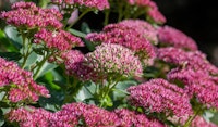 sedum autumn joy pollinator friendly