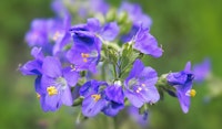 tower of jewels polemonium pollinator friendly