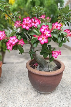 pink adeniums in pot summerwinds arizona