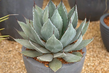 potted agave plant summerwinds arizona
