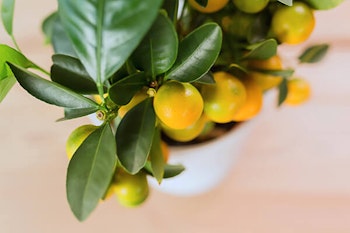 dwarf citrus plant summerwinds arizona