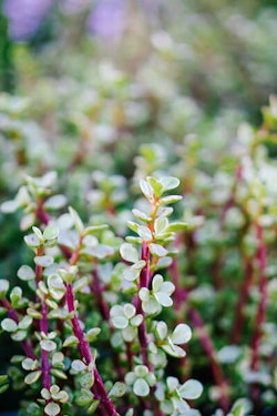 elephants food plant summerwinds arizona