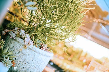 firestick plant in pot summerwinds arizona