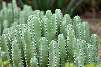 moroccan mound succulent summerwinds arizona