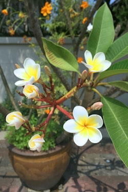 yellow and white plumeria flowers summerwinds arizona